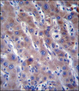 ANTI-FADS2 (N-TERM) antibody produced in rabbit IgG fraction of antiserum, buffered aqueous solution