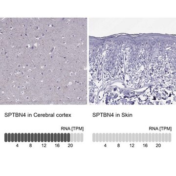 Anty-SPTBN4 Prestige Antibodies&#174; Powered by Atlas Antibodies, affinity isolated antibody, buffered aqueous glycerol solution