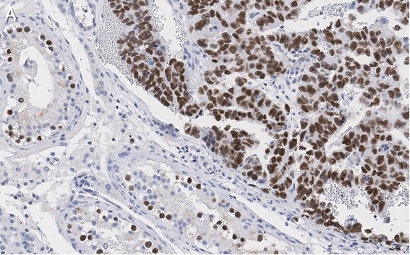 抗Nanog抗体 クローン4C17 ZooMAb&#174;ウサギモノクローナル recombinant, expressed in HEK 293 cells