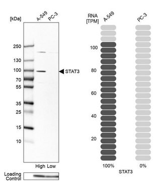 抗STAT3抗体 ウサギ宿主抗体 Prestige Antibodies&#174; Powered by Atlas Antibodies, affinity isolated antibody, buffered aqueous glycerol solution