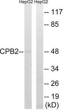 Anti-CPB2 antibody produced in rabbit affinity isolated antibody