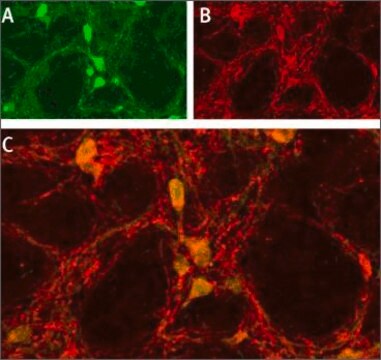 Anti-Sodium Channel ASIC1 antibody produced in rabbit affinity isolated antibody, lyophilized powder