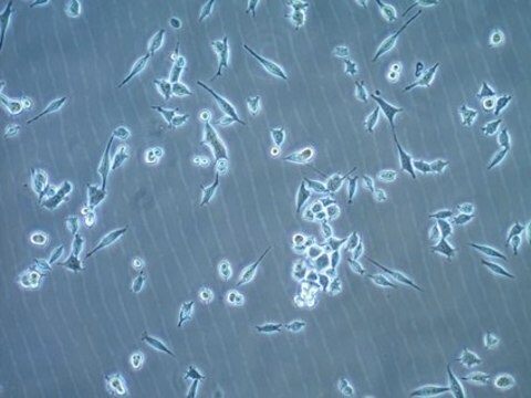 Lignée de cellules de carcinome de vessie de souris MB49 MB49 mouse urothelial carcinoma cell line is widely used as an in vitro and in vivo model of bladder cancer.