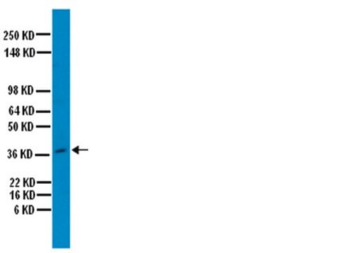 Anticorps anti-ostéopontine serum, Chemicon&#174;