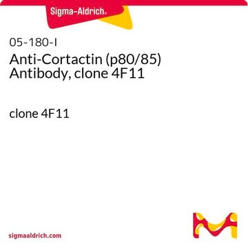 Anti-Cortactin(p80/85)-Antikörper, Klon 4F11 clone 4F11