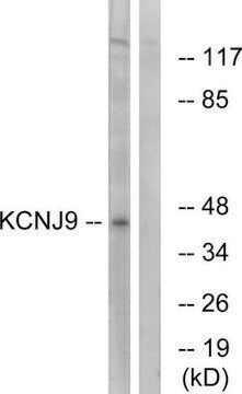 Anti-KCNJ9 antibody produced in rabbit affinity isolated antibody