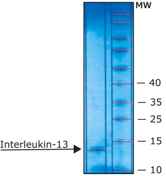 インターロイキン-13 ヒト &#8805;97% (SDS-PAGE), recombinant, expressed in E. coli, lyophilized powder, suitable for cell culture