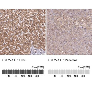 Anti-CYP27A1 antibody produced in rabbit Prestige Antibodies&#174; Powered by Atlas Antibodies, affinity isolated antibody, buffered aqueous glycerol solution