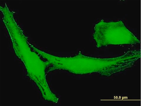 Anti-LRRC23 antibody produced in mouse purified immunoglobulin, buffered aqueous solution