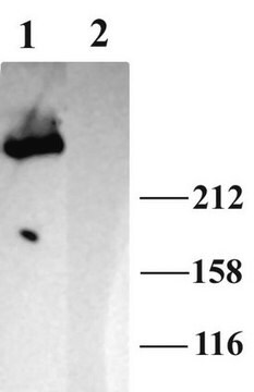 Anti-IP3 Receptor 1 Antibody Chemicon&#174;, from rabbit