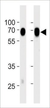 MONOCLONAL ANTI-CD73(NT5E)(C-TERMINAL) antibody produced in mouse clone 974CT7.5.3, crude ascites, buffered aqueous solution