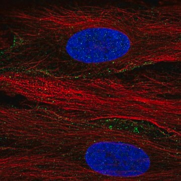 Anti-SLC13A3 antibody produced in rabbit Prestige Antibodies&#174; Powered by Atlas Antibodies, affinity isolated antibody