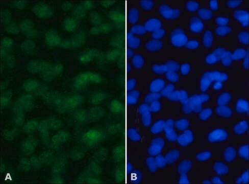 Anti-MSK-1 antibody produced in rabbit IgG fraction of antiserum, buffered aqueous solution