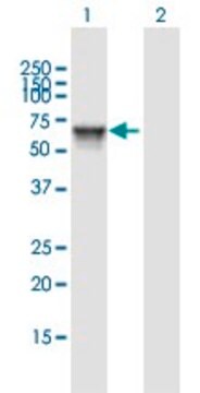 Anti-KIAA1970 antibody produced in mouse purified immunoglobulin, buffered aqueous solution