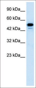 Anti-CDK8 antibody produced in rabbit IgG fraction of antiserum