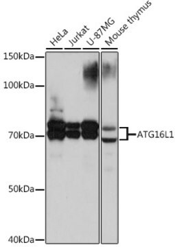 Anti-ATG16L1 Antibody, clone 5N2N9, Rabbit Monoclonal