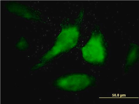 Monoclonal Anti-STAT1 antibody produced in mouse clone 1A8, purified immunoglobulin, buffered aqueous solution