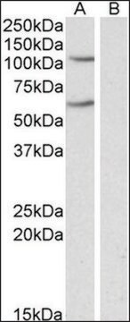 Anti-IREB2 antibody produced in goat affinity isolated antibody, buffered aqueous solution