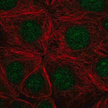 Anti-SF3B3 antibody produced in rabbit Prestige Antibodies&#174; Powered by Atlas Antibodies, affinity isolated antibody