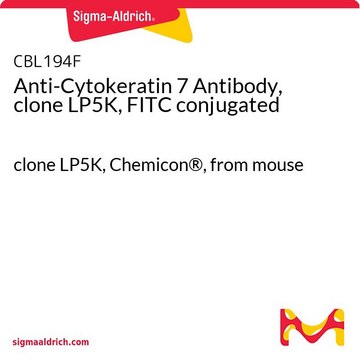 Anti-Cytokeratin 7 Antibody, clone LP5K, FITC conjugated clone LP5K, Chemicon&#174;, from mouse