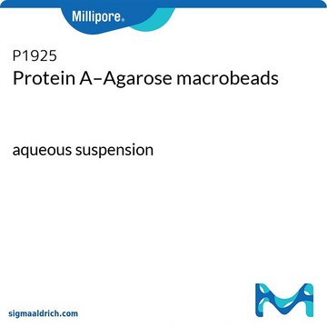 Protein-A-Agarose-Makrobeads aqueous suspension