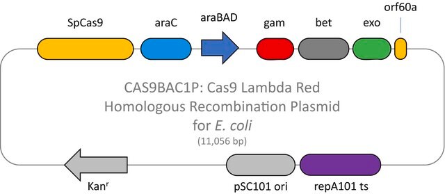 用于大肠杆菌的Cas9 Lambda Red同源重组质粒