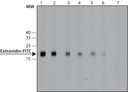 Przeciwciało anty-FITC, mysie monoklonalne clone FL-D6, purified from hybridoma cell culture