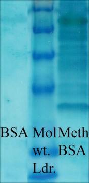 Anti-Methylated Lysine antibody produced in rabbit affinity isolated antibody