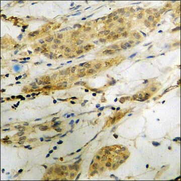 Anti-phospho-Cofilin (pSer3) antibody produced in rabbit affinity isolated antibody