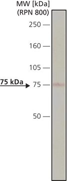 抗-Bin1单克隆抗体 小鼠抗 clone 99D, ascites fluid