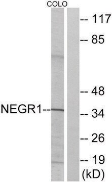 Anti-NEGR1 antibody produced in rabbit affinity isolated antibody