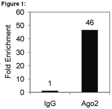 RIPAb+ Ago2 - RIP Validated Antibody and Primer Set ascites fluid, from mouse