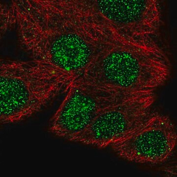 Anty-NFATC1 Prestige Antibodies&#174; Powered by Atlas Antibodies, affinity isolated antibody