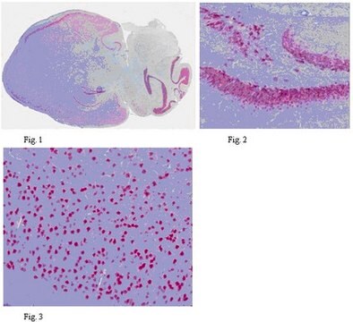 Anticuerpo anti-NeuN from chicken, purified by affinity chromatography