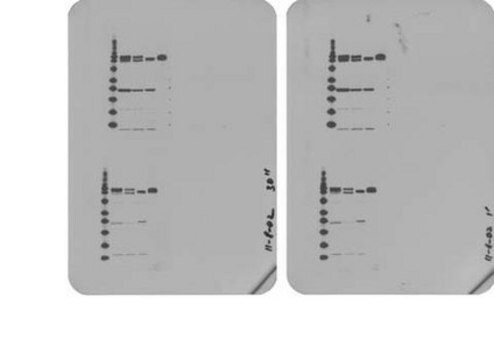 Anti-Integrin-beta-1-Antikörper, zytosolisch serum, Chemicon&#174;