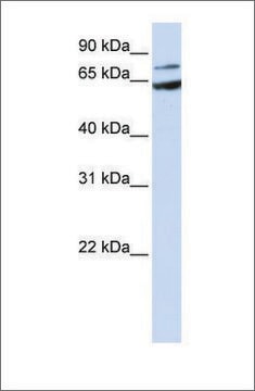 Anti-FZD8 antibody produced in rabbit affinity isolated antibody