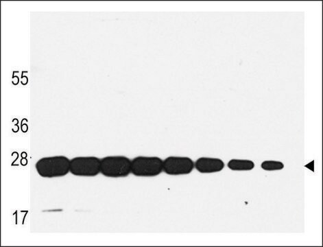 MONOCLONAL ANTI-GST antibody produced in mouse clone 21CT54.13.1 / 21CT54.13.7, IgG fraction of antiserum, buffered aqueous solution