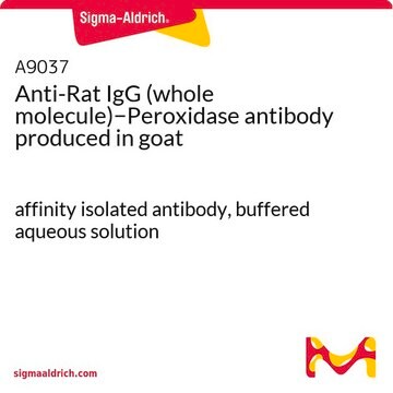 抗ラットIgG (全分子)&#8722;ペルオキシダーゼ ヤギ宿主抗体 affinity isolated antibody, buffered aqueous solution