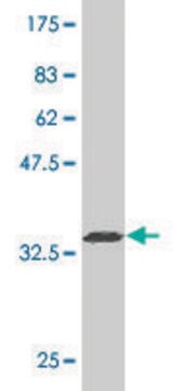 Monoclonal Anti-SEPT9 antibody produced in mouse clone 2C6, purified immunoglobulin, buffered aqueous solution