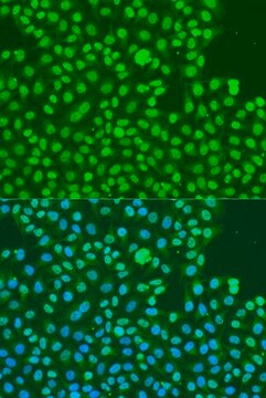 Anti-Phospho-PRKDC-S2056 antibody produced in rabbit