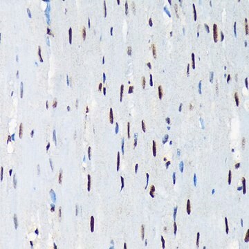 Anti-UAP56/DDX39B antibody produced in rabbit