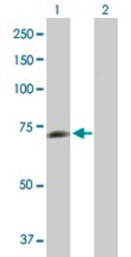 Anti-PGM2L1 antibody produced in mouse purified immunoglobulin, buffered aqueous solution