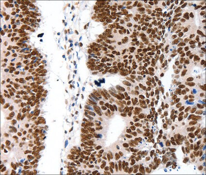 Anti-LIFR antibody produced in rabbit affinity isolated antibody