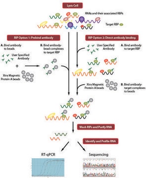 Imprint&#174; RNA免疫沈降キット High-capacity Protein A magnetic beads for successful RNA Immunoprecipitation,suitable for use with mRNA and microRNA