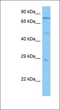 抗PSMC1抗体 ウサギ宿主抗体 affinity isolated antibody