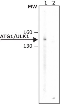 Anticorpo anti-Atg1/ULK1 ~1&#160;mg/mL, affinity isolated antibody, buffered aqueous solution