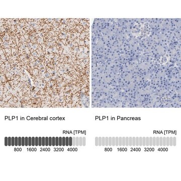 抗PLP1 ウサギ宿主抗体 Prestige Antibodies&#174; Powered by Atlas Antibodies, affinity isolated antibody, buffered aqueous glycerol solution