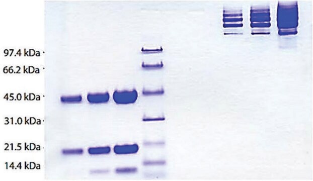 Haptoglobin Plasma (MixedType) from human plasma &#8805;95% (SDS-PAGE)