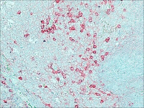 Anti-Kaninchen-IgG (Gesamtmolekül)–Alkalische Phosphatase in Ziege hergestellte Antikörper IgG fraction of antiserum