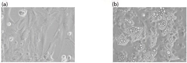 PREADIPOCYTE ISOLATION KIT Sufficient for 5 g of tissue